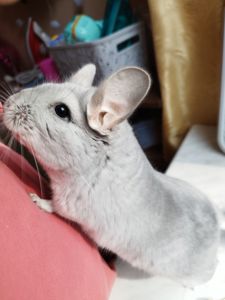 Хлопчик блакитний діамант