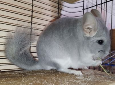 Хлопчик блакитний діамант