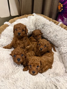 Цуценя той пудель