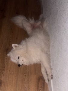 Віддам Самоїда в хороші руки