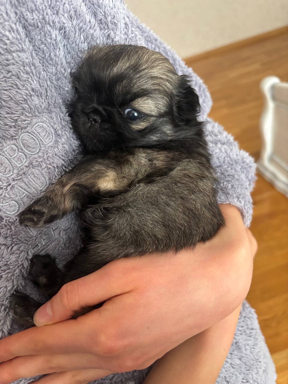 Цуценя пекінес