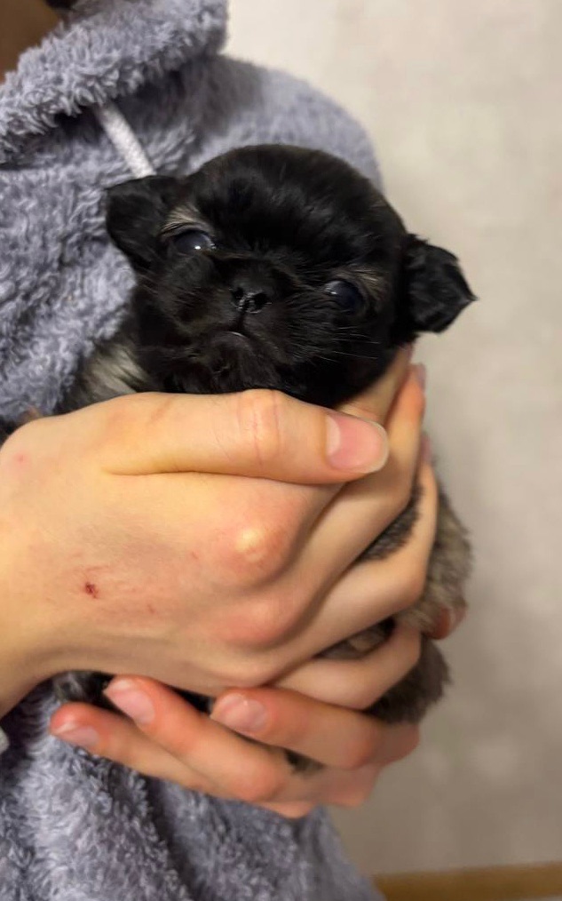 Цуценя пекінеса