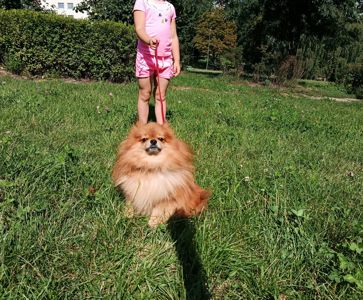 Померанський шпіц, хлопчик