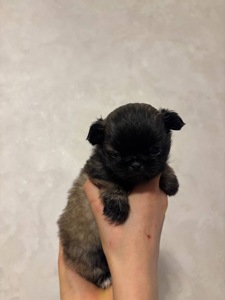 Цуценя пекінеса