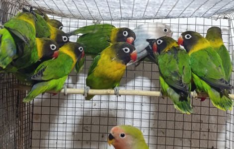 Продам нерозлучники маскові та фішера в м.Рівне