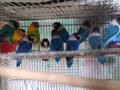 Продам нерозлучники маскові та фішера в м.Рівне