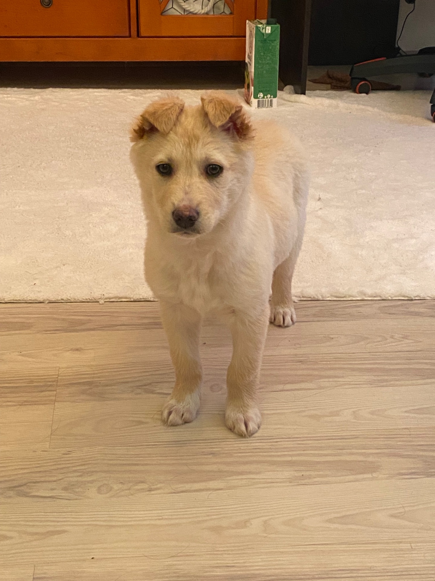 Цуценя шукає сімʼю