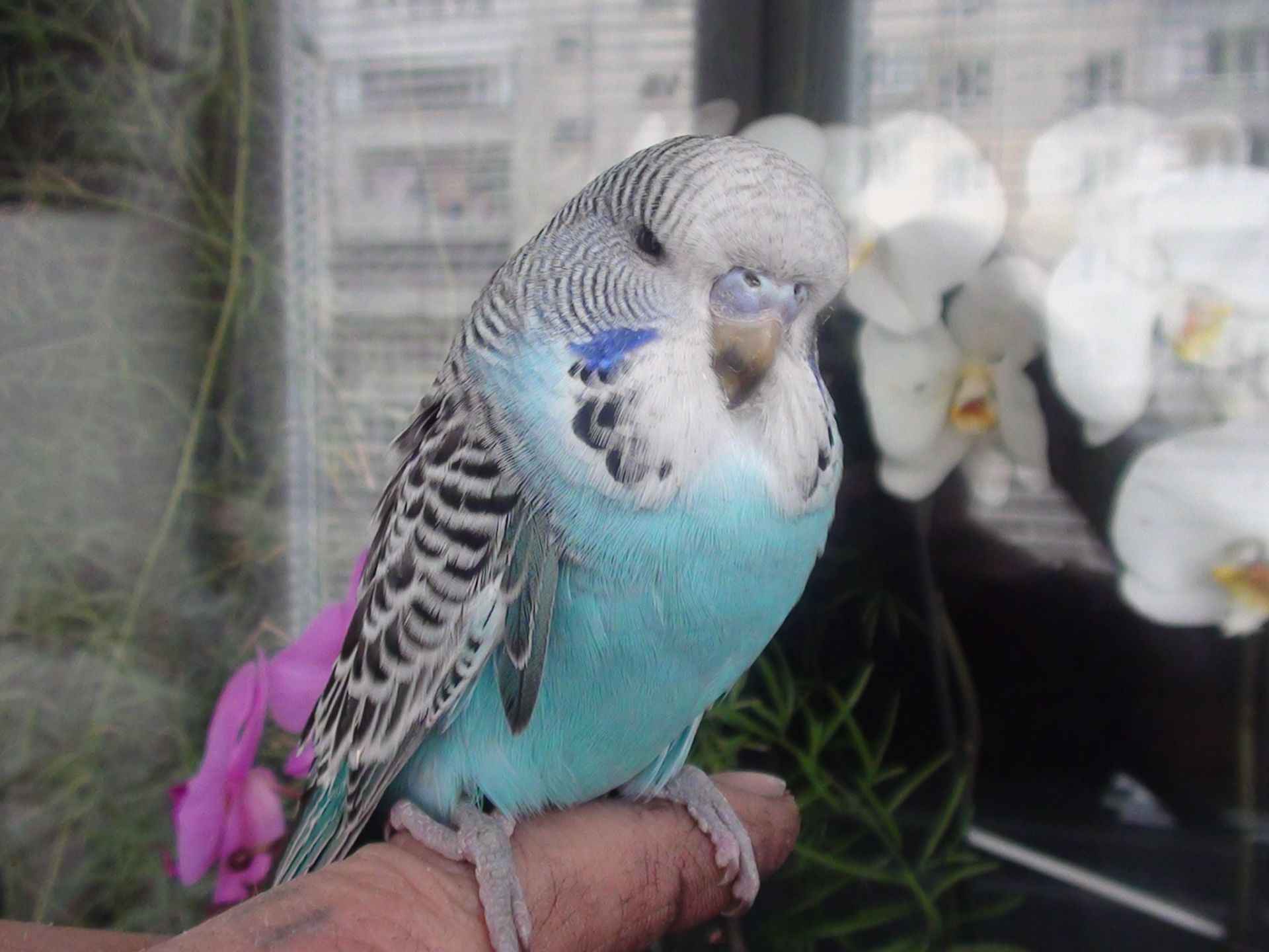 Хвилясті папуги пташенята молоді, різного кольору