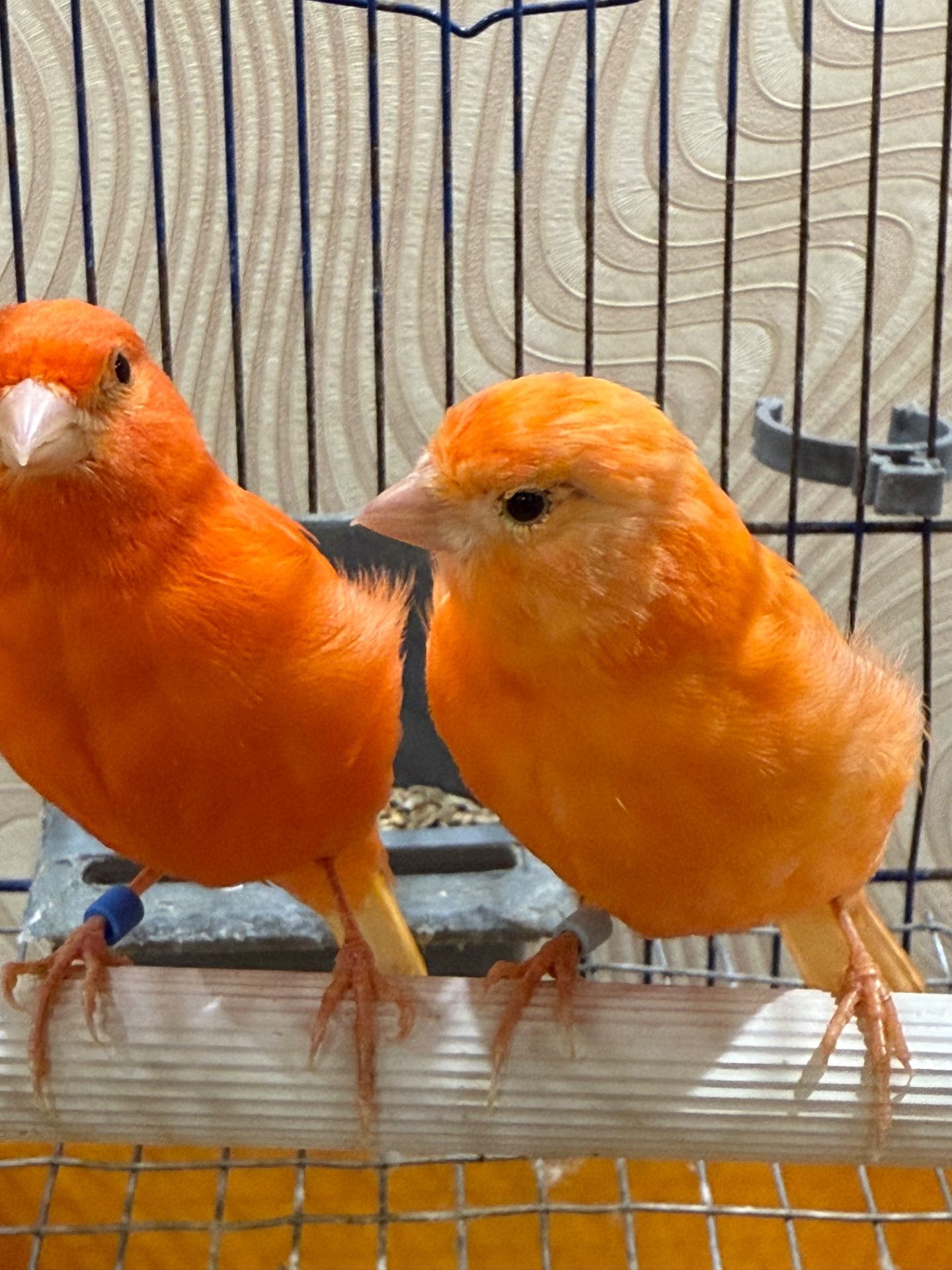 Червоні канарки, молоді та яскраві