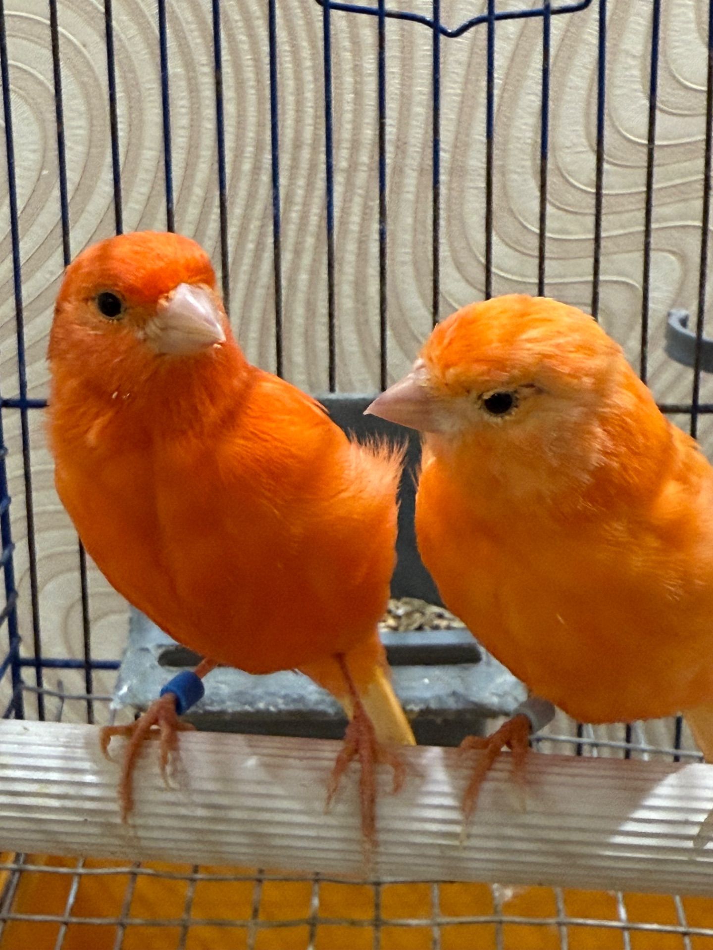 Червоні канарки, молоді та яскраві