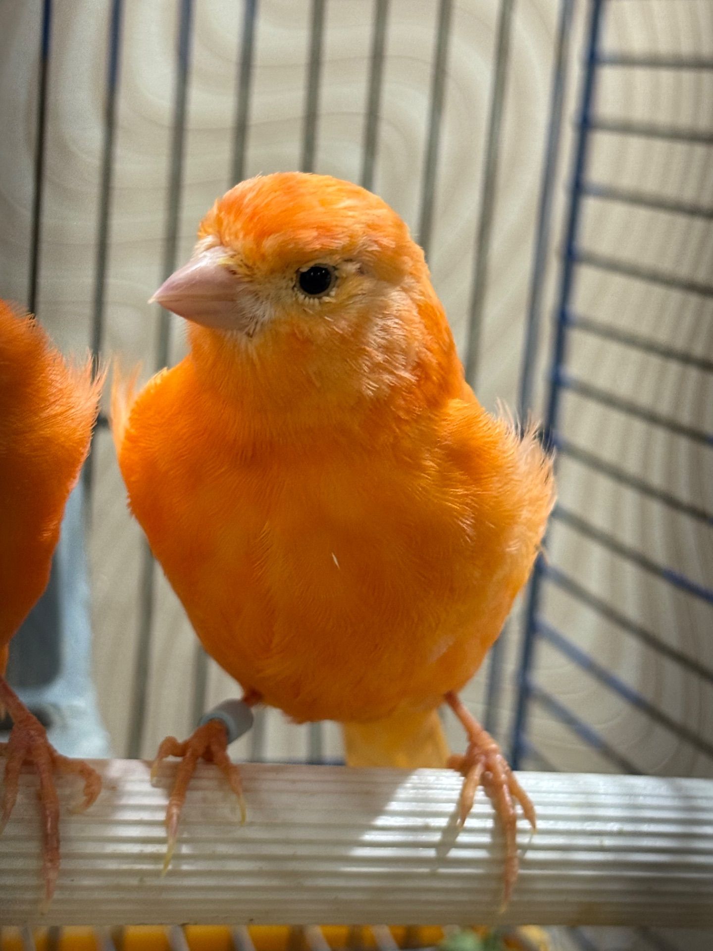 Червоні канарки, молоді та яскраві