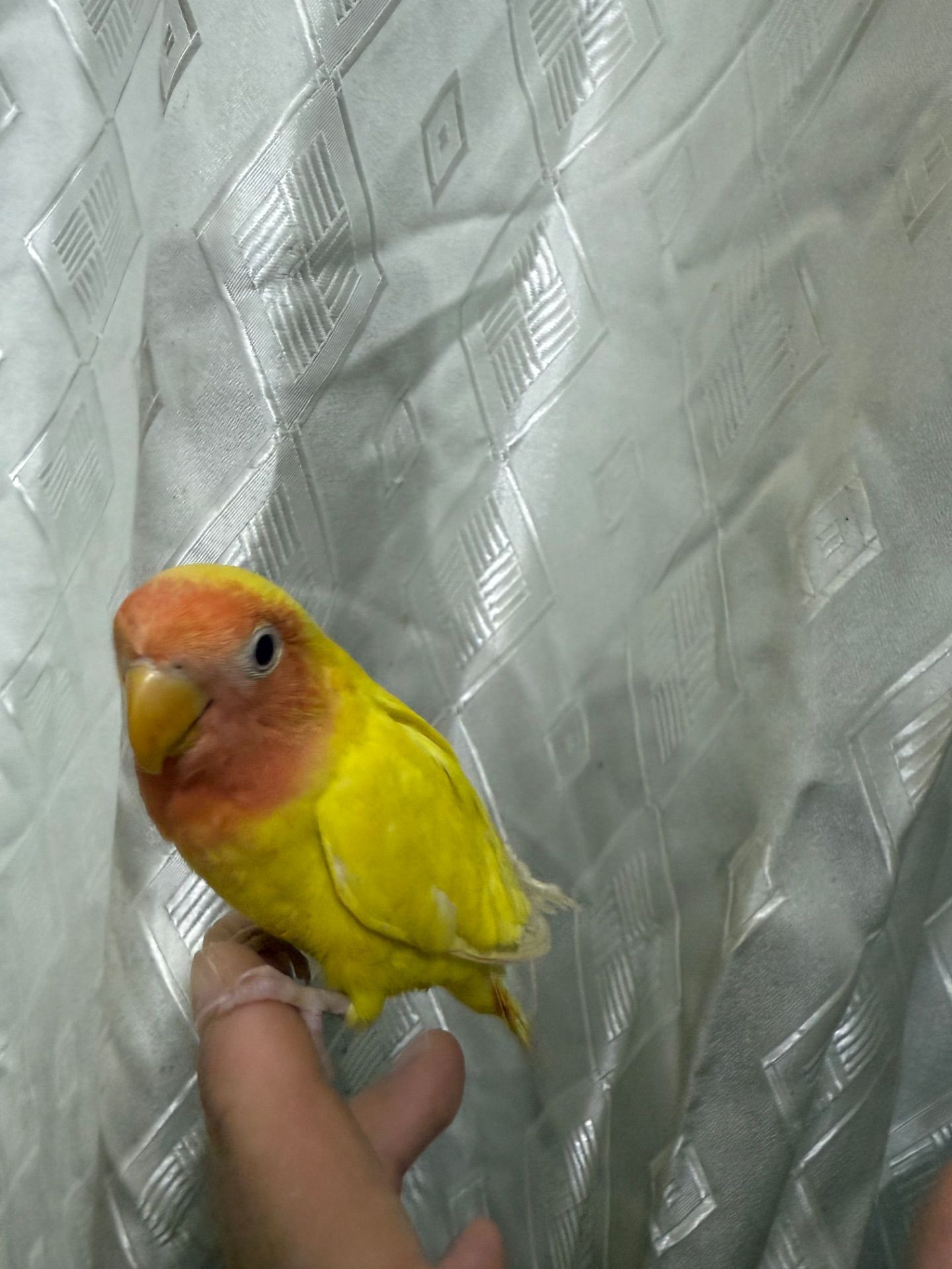 Гарні папуги нерозлучними молоді пташенята ручні