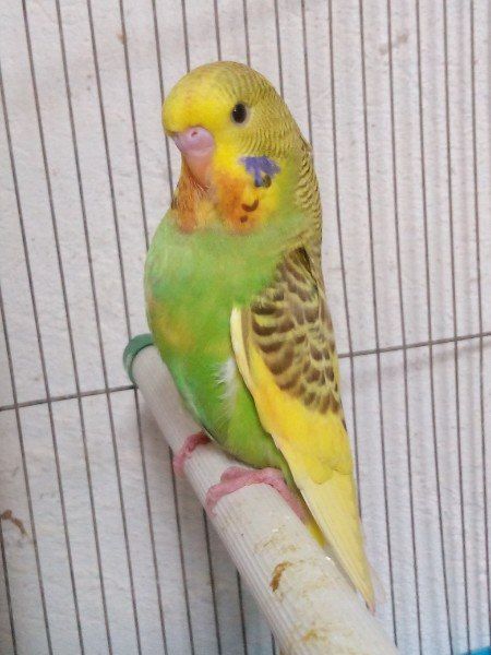 Хвилясті папуги пташенята молоді, різного кольору