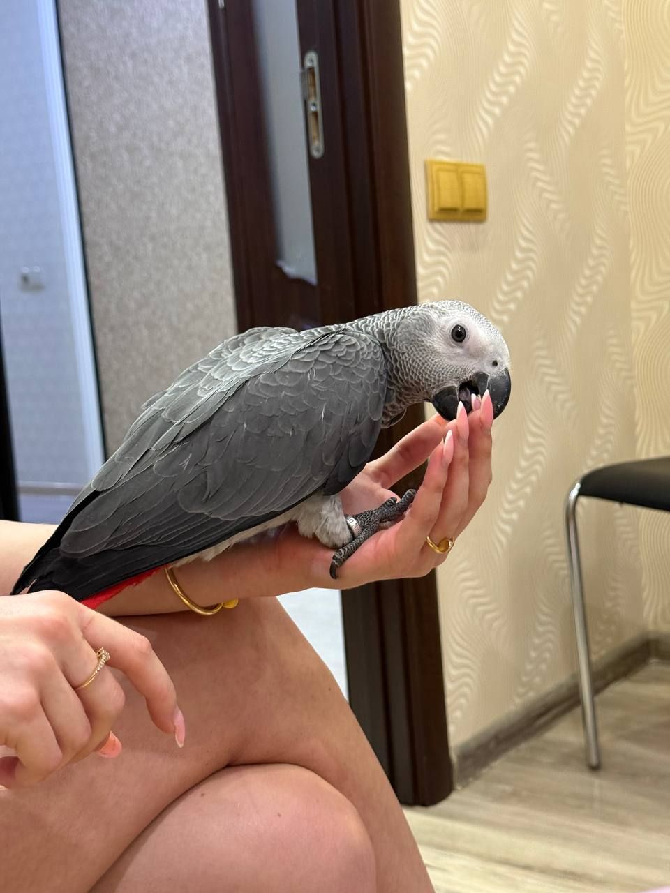 Молоденькі папужки жако пташенята 3 місяці