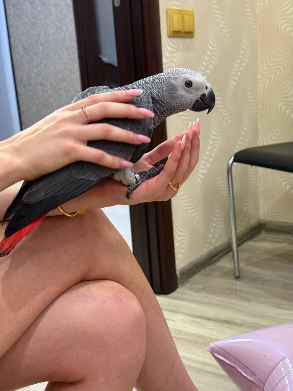 Молоденькі папужки жако пташенята 3 місяці