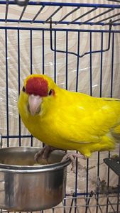 Цветные попугайчики какарики