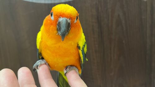 Аратінга сонячні молодь