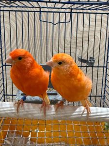 Червоні канарки, молоді та яскраві