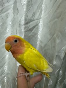 Гарні папуги нерозлучними молоді пташенята ручні