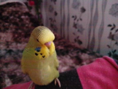 Хвилясті папуги пташенята молоді, різного кольору