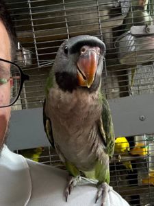 Намистовий ожереловий китайський папуга