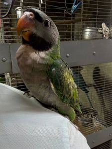 Намистовий ожереловий китайський папуга