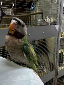 Намистовий ожереловий китайський папуга