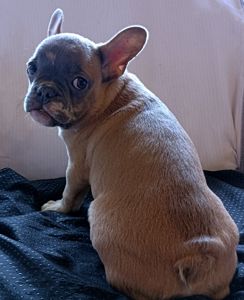 Чарівний мерлюшний французик