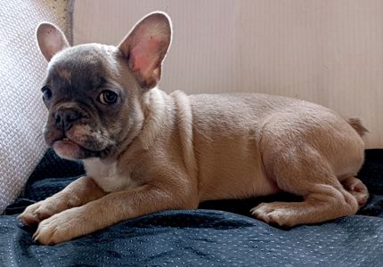 Чарівний мерлюшний французик