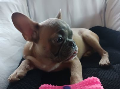 Чарівний мерлюшний французик