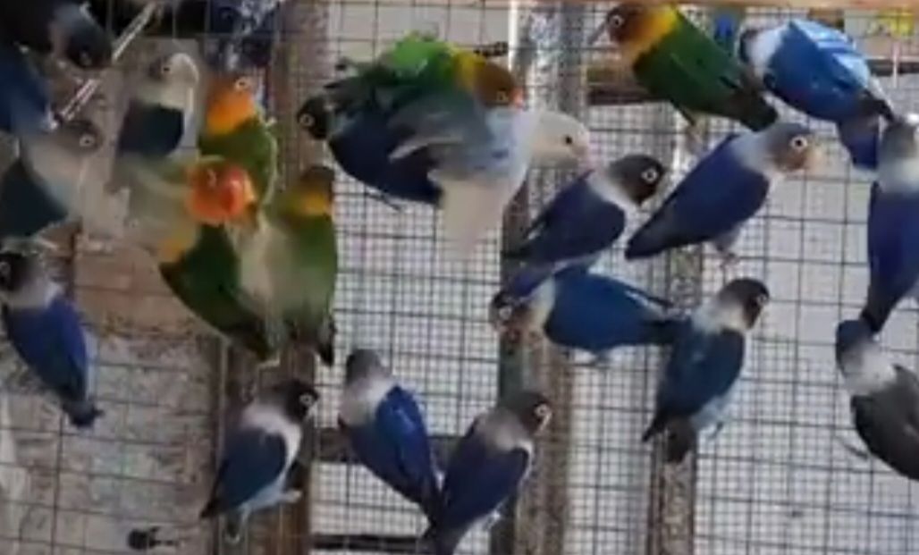 Очень яркие малыши неразлучников