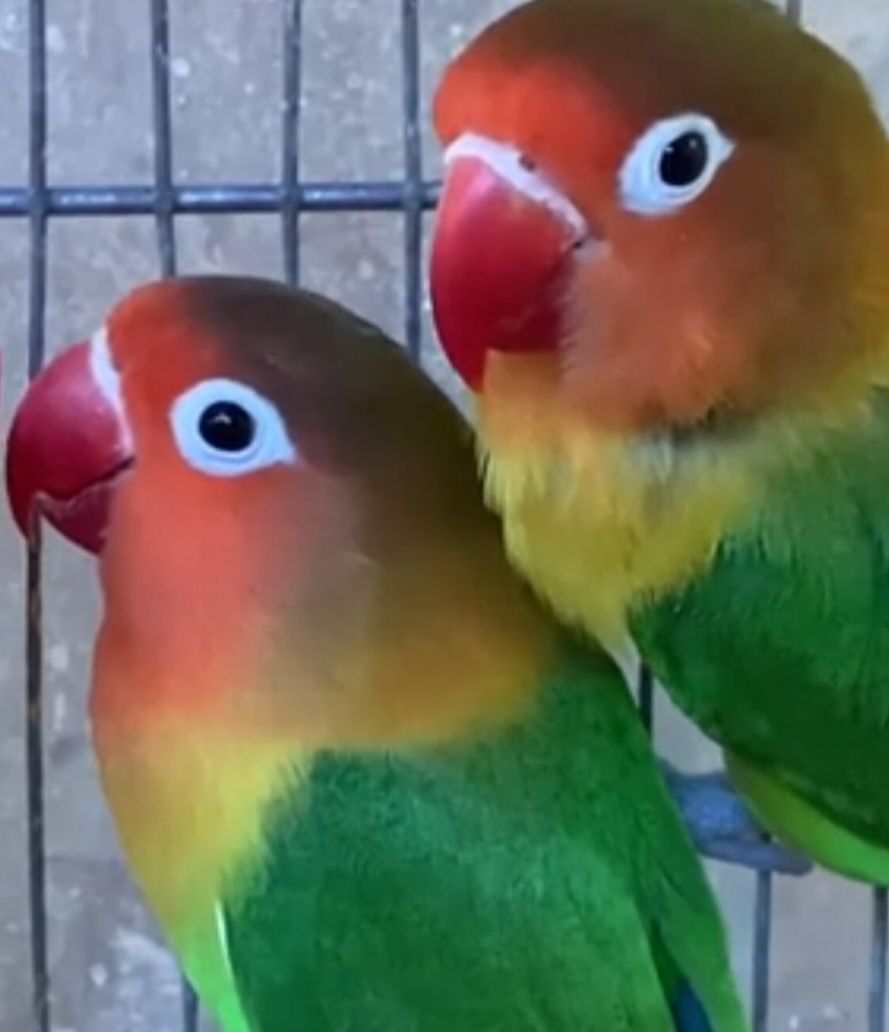 Очень яркие малыши неразлучников