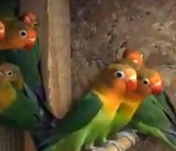 Очень яркие малыши неразлучников