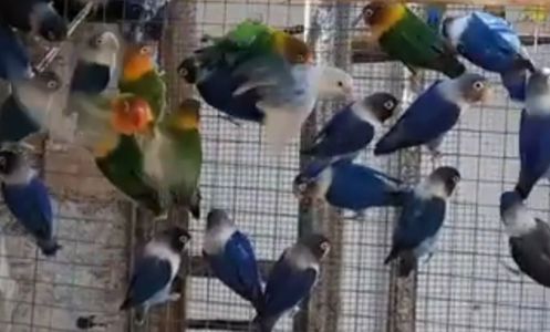 Очень яркие малыши неразлучников