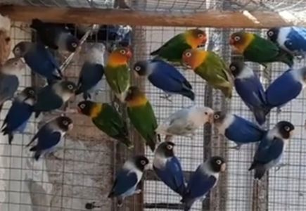 Очень яркие малыши неразлучников