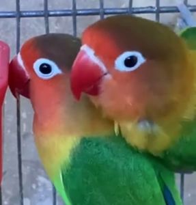 Очень яркие малыши неразлучников