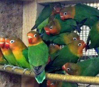 Очень яркие малыши неразлучников