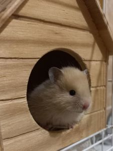 Сирійський хом'ячок (вік - 1 місяць)