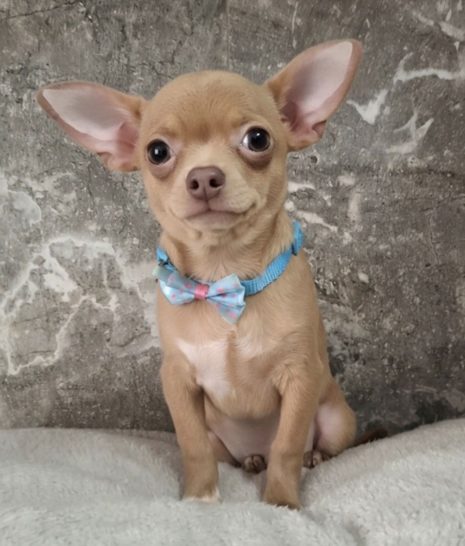 Щенки чихуахуа