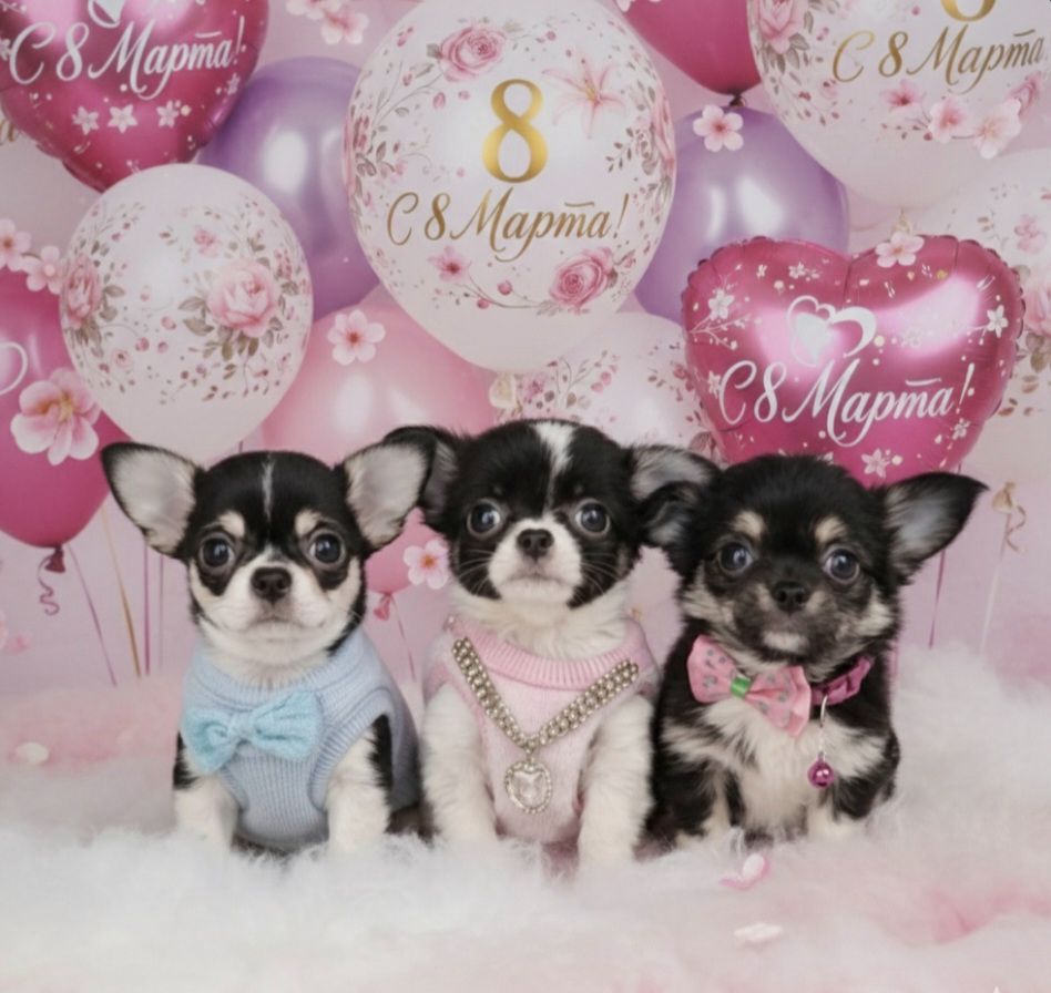 Щенки чихуахуа