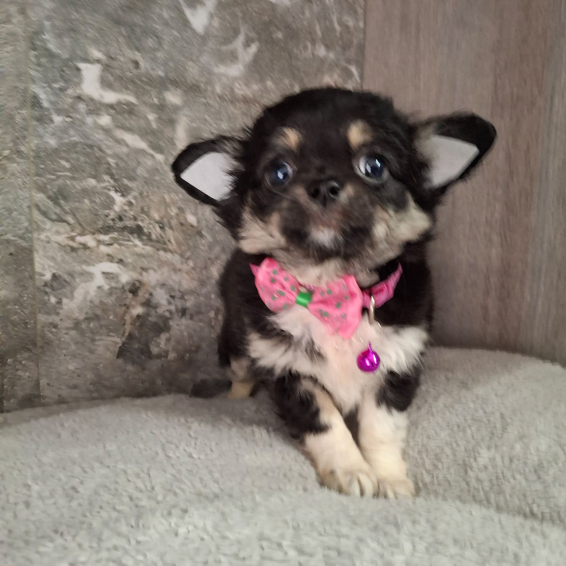 Щенки чихуахуа