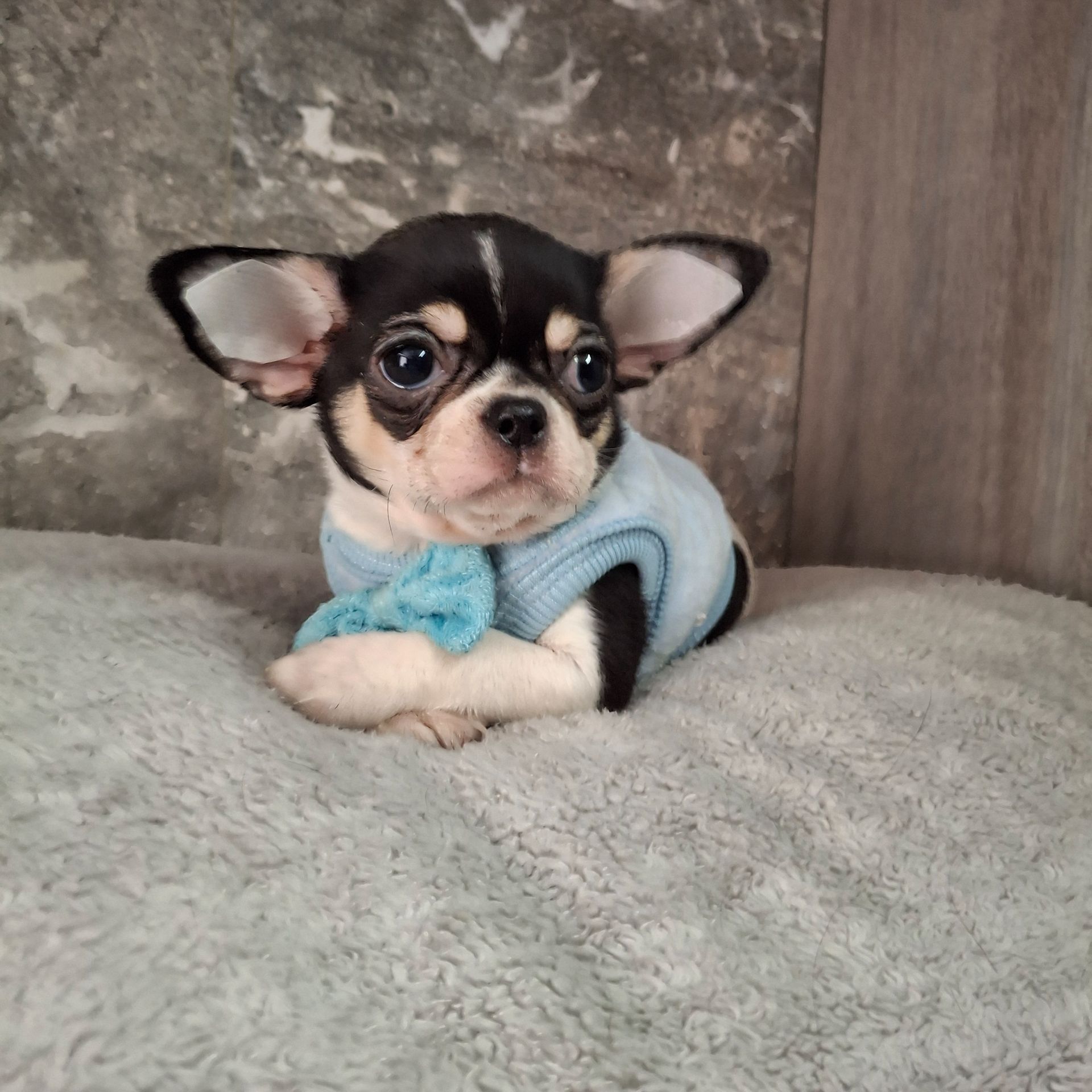 Щенки чихуахуа