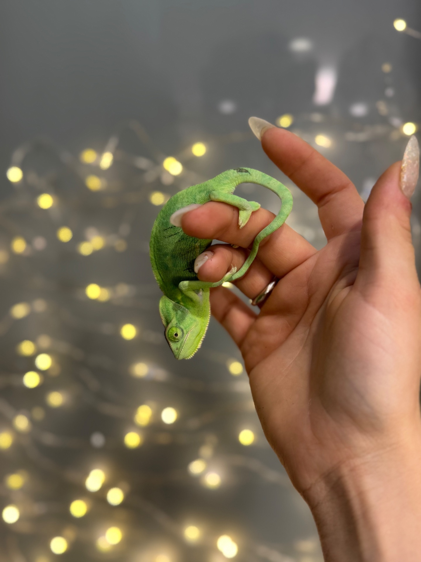 Єменський хамелеон-зелений дракончик