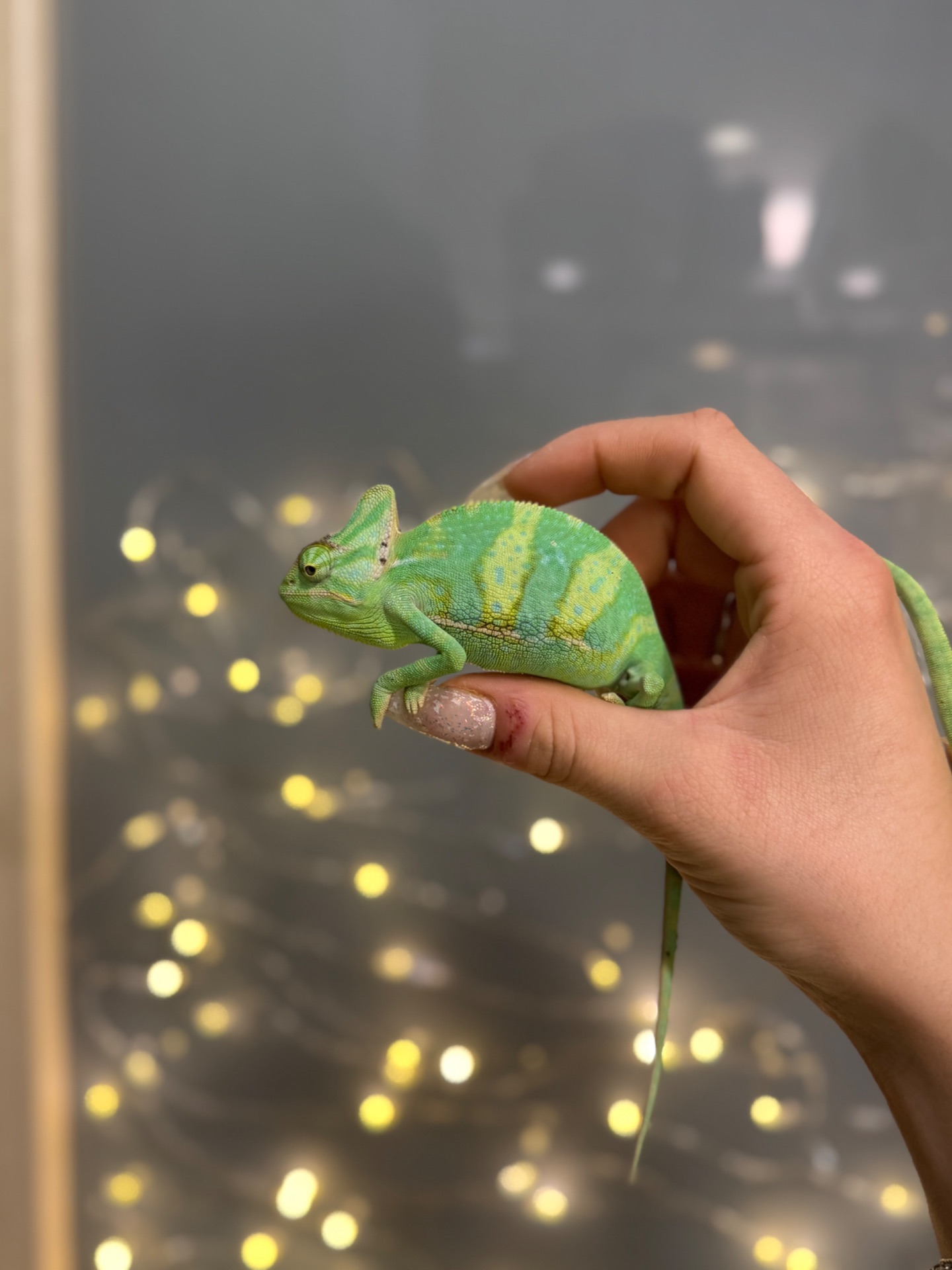 Єменський хамелеон-зелений дракончик