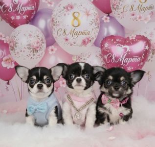 Щенки чихуахуа