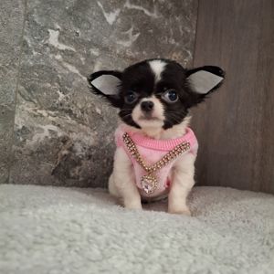 Щенки чихуахуа