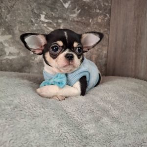 Щенки чихуахуа