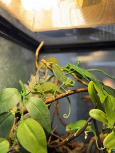 Єменський хамелеон-зелений дракончик