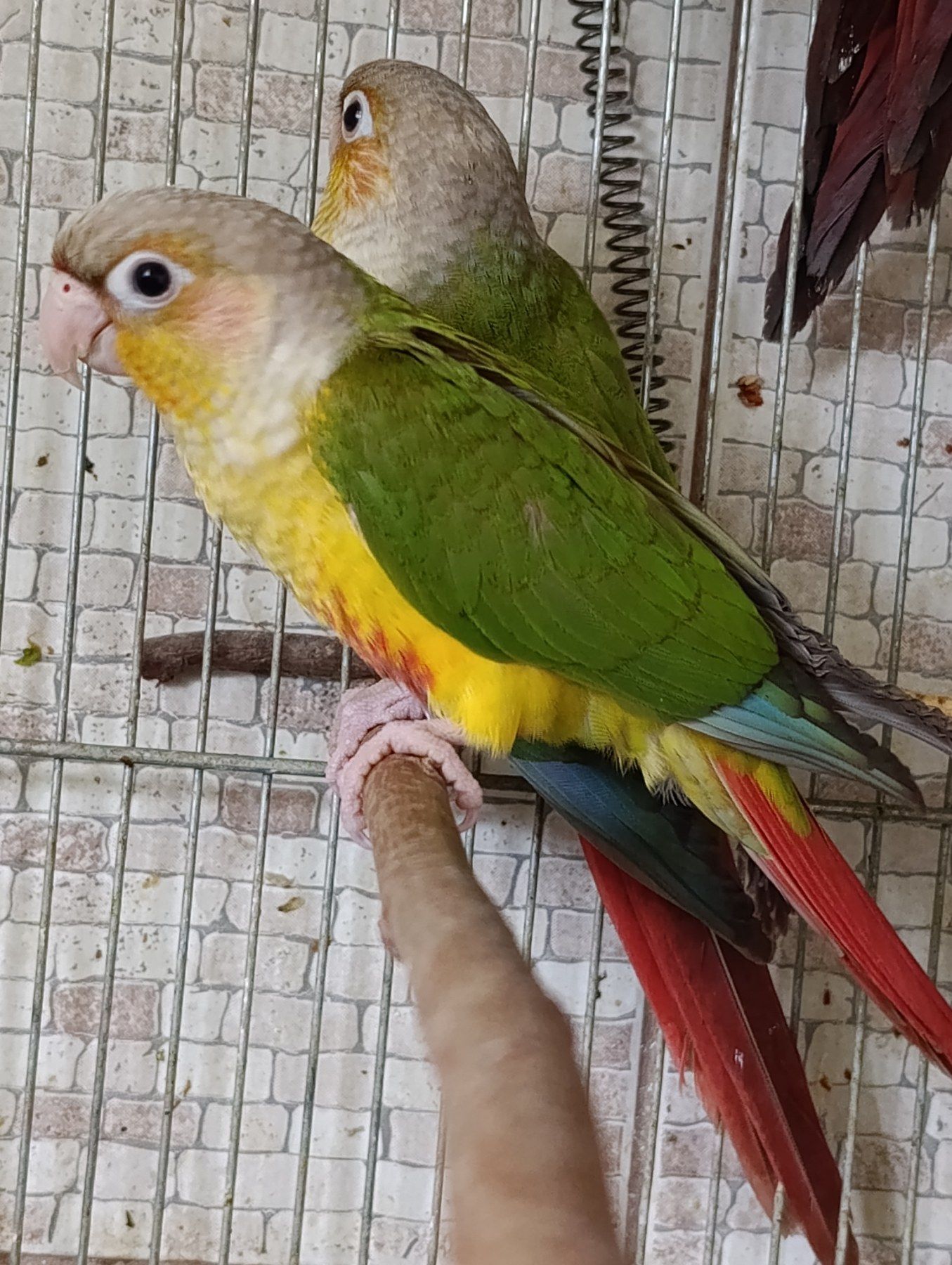 Ручні піррури