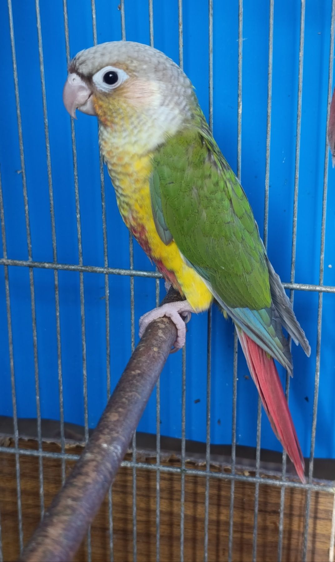 Ручні піррури